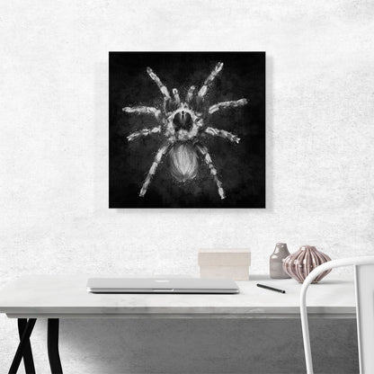 Tarantula Spider Black White