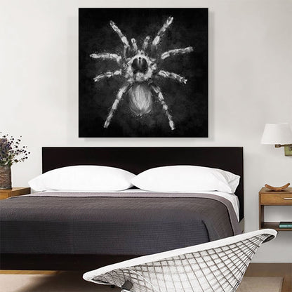 Tarantula Spider Black White