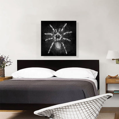 Tarantula Spider Black White