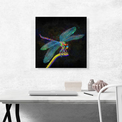 Dragonfly Insect