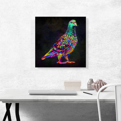 Pigeon Dove Bird