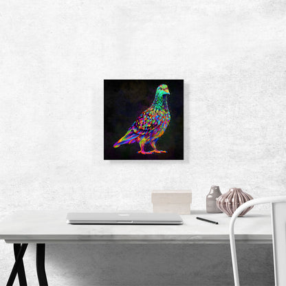 Pigeon Dove Bird