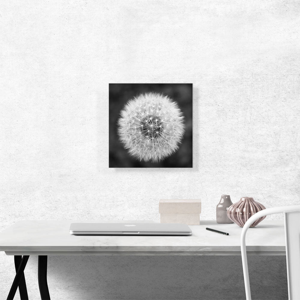 Dandelion Flower Plant Black White Photo