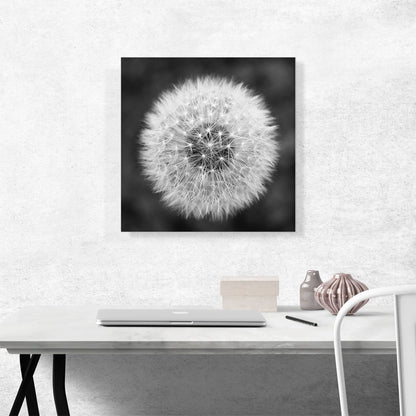 Dandelion Flower Plant Black White Photo