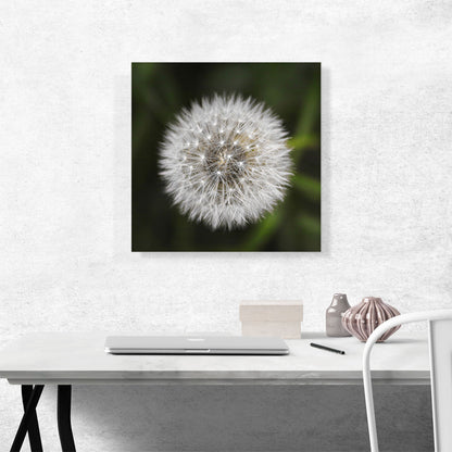 Dandelion Flower Plant Photo