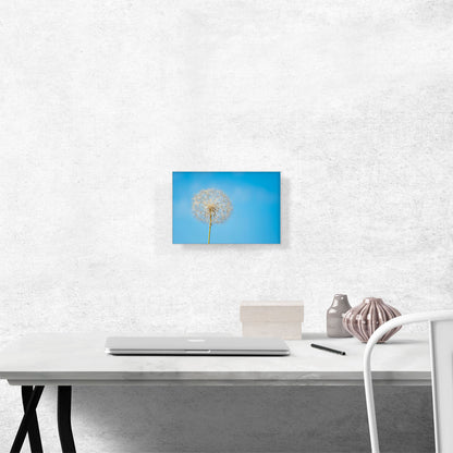 Dandelion Blue Sky Photo Rectangle