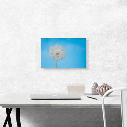 Dandelion Blue Sky Photo Rectangle