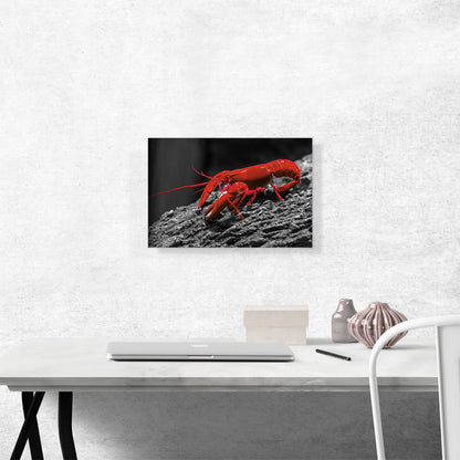 Red Lobster In The Ocean