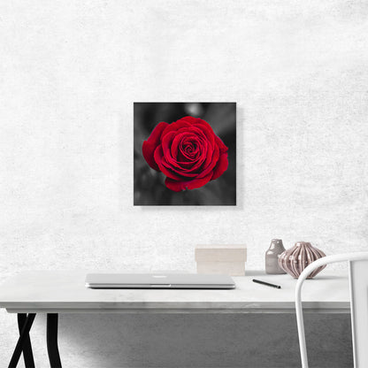 Red Rose Flower In Garden