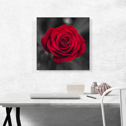 Red Rose Flower In Garden