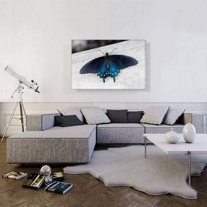 Pipevine Swallowtail Butterfly