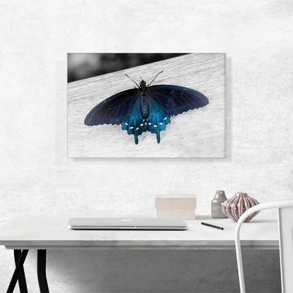 Pipevine Swallowtail Butterfly