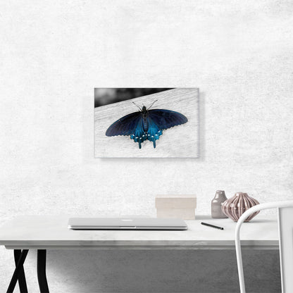 Pipevine Swallowtail Butterfly