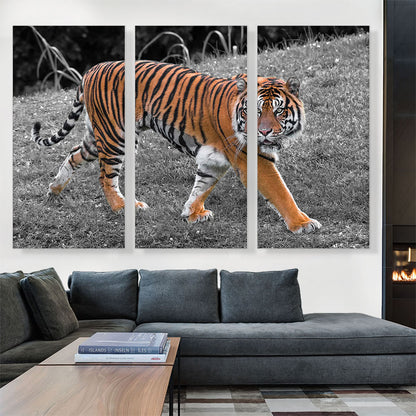 Tiger In Forest