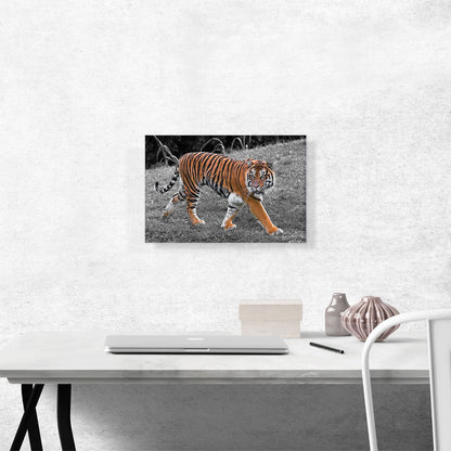 Tiger In Forest