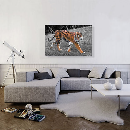 Tiger In Forest