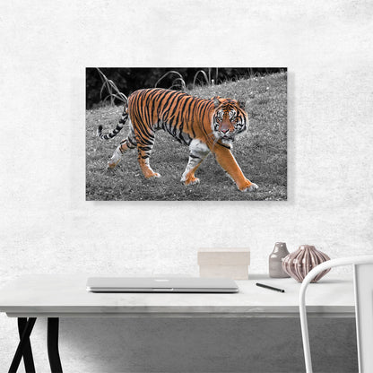 Tiger In Forest