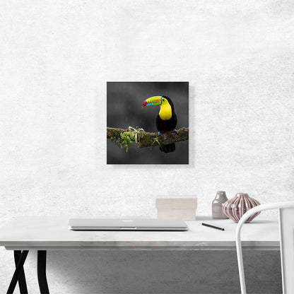 Toucan Bird Green Branch Forest