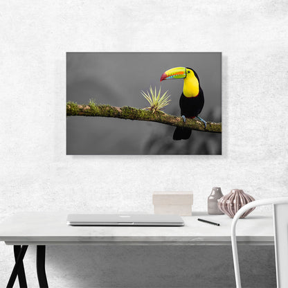 Toucan Bird Green Branch In Forest