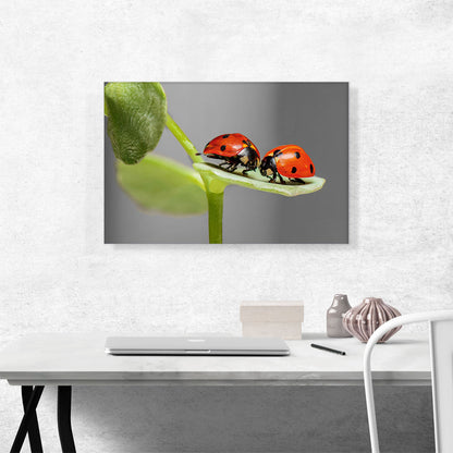 Two Ladybugs Bugs On A Leaf