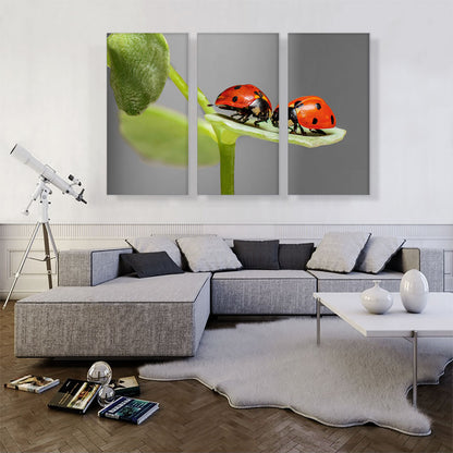 Two Ladybugs Bugs On A Leaf