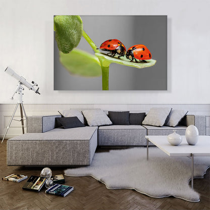 Two Ladybugs Bugs On A Leaf