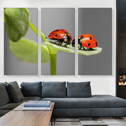 Two Ladybugs Bugs On A Leaf