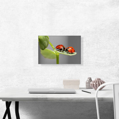 Two Ladybugs Bugs On A Leaf
