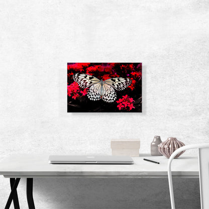 White Butterfly Over Red Flowers