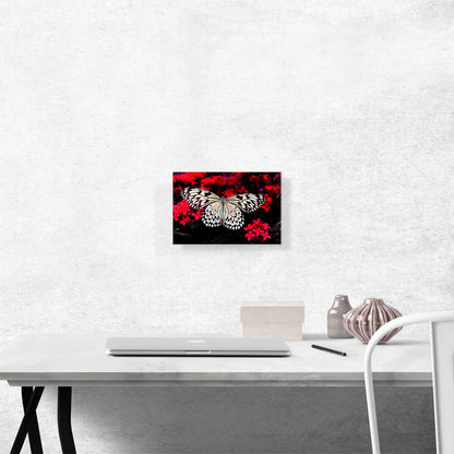 White Butterfly Over Red Flowers