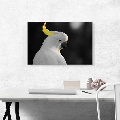White Parrot Bird With Yellow Tuft