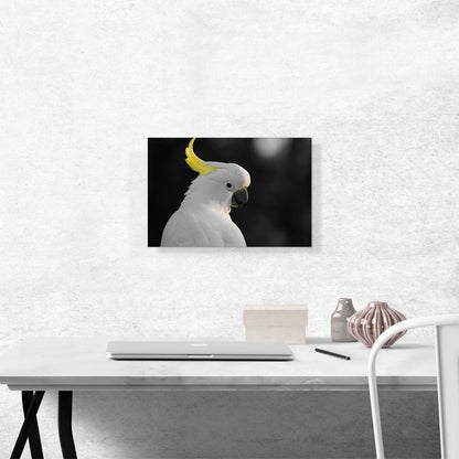 White Parrot Bird With Yellow Tuft