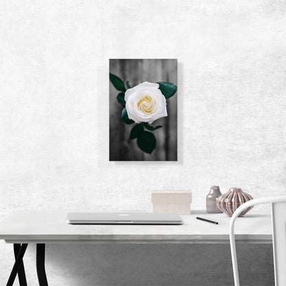 White Rose Green Leaves
