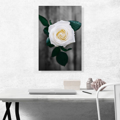 White Rose Green Leaves