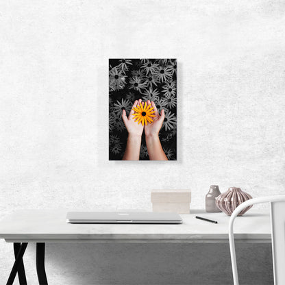 Woman Holding Orange Flower Daisy Garden