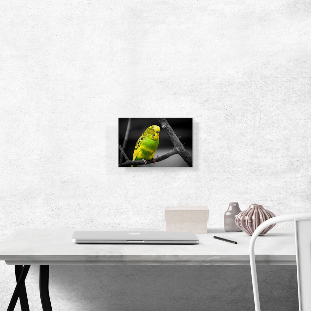 Yellow And Green Parakeet Parrot On Branch