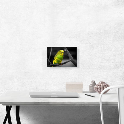 Yellow And Green Parakeet Parrot On Branch