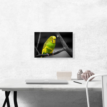 Yellow And Green Parakeet Parrot On Branch