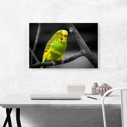 Yellow And Green Parakeet Parrot On Branch
