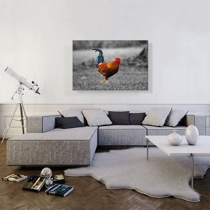 Young Farm Rooster Cock In Yard