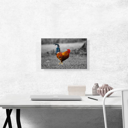 Young Farm Rooster Cock In Yard
