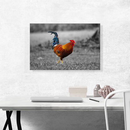 Young Farm Rooster Cock In Yard