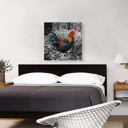 Young Rooster Cock On Farm