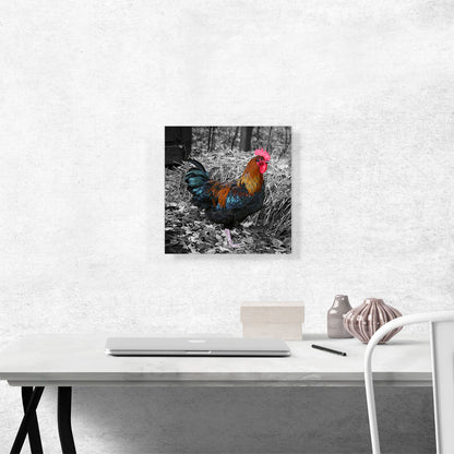 Young Rooster Cock On Farm
