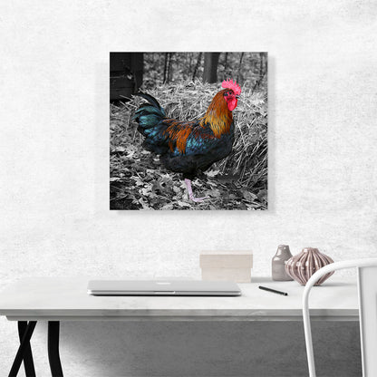 Young Rooster Cock On Farm