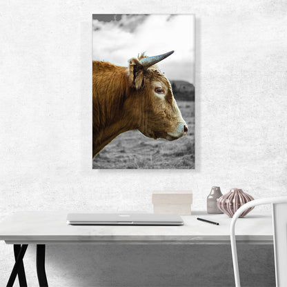 Brown Cow Bull Village Farm Field