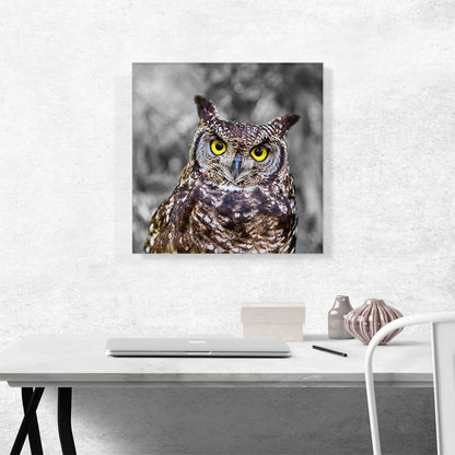 Brown Owl In Forest