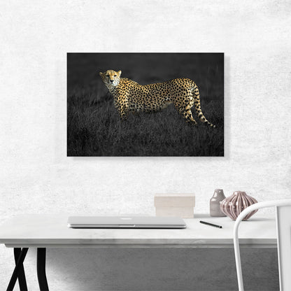 Cheetah Looking For Prey In African Savannah