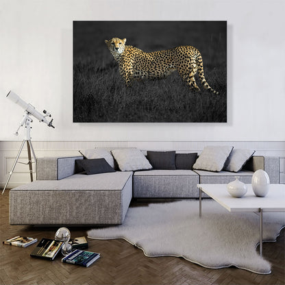 Cheetah Looking For Prey In African Savannah