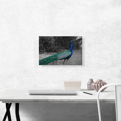 Colorful Peacock In Forest